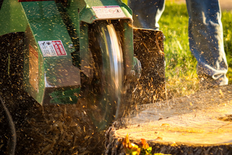 kill a tree stump 4 (1)