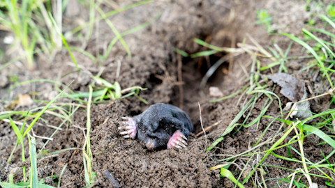 This image shows a mole emerging from a freshly dug hole in the middle of a grassy lawn, with loose soil scattered around the entrance. The image captures the typical signs of mole activity in gardens, highlighting the animal's small size, velvety fur and pointed snout as it peers above ground.