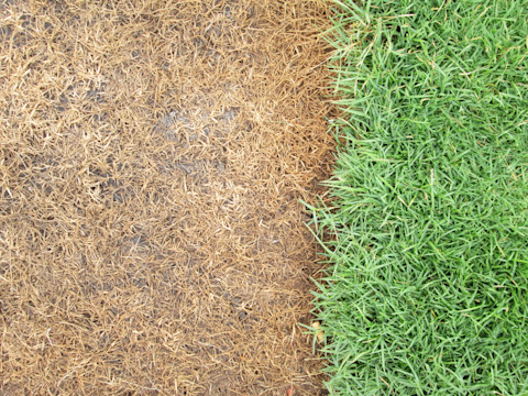 comparison-of-dead-and-healthy-grass