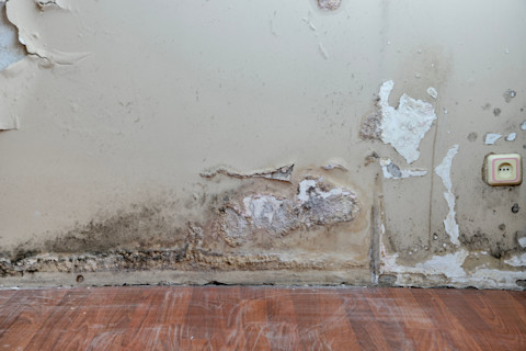 Damp and mouldy wall. Peeling of paint and swelling of the wall from excessive moisture. Water is leaking out of the wall.
