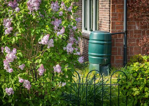 rain-barrel