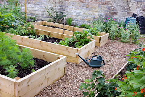 A gravel garden with several raised beds bordered by bright, new wooden borders. Each bed holds several leafy vegetables at various stages of growth. On the gravel, beside one of the raised beds, is a black watering can.