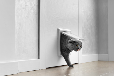 A cat using a smart cat flap