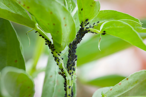 Garden Pest 2