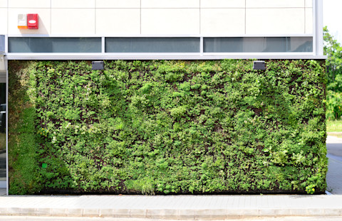 This image shows a flourishing green living wall on the side of a commercial establishment. The sun is shining directly on the greenery.