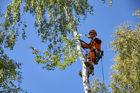 How Much Does a Tree Surgeon Cost in 2026? - MyBuilder