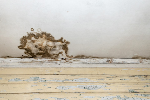 How to treat wet rot