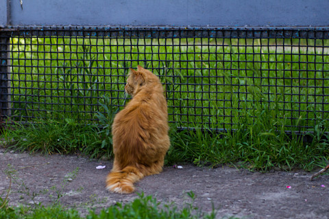 cat-by-fence