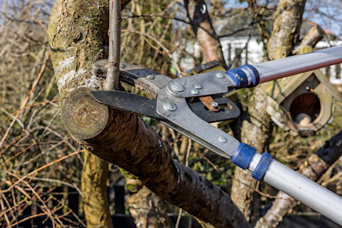 Tree trimming cost 1
