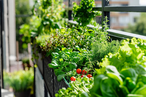 Low maintenance garden 3