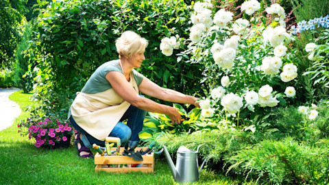 garden for begginers 2