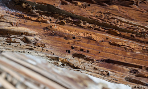 A house is affected by a woodworm infestation.