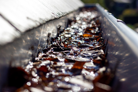 A portrait of the inside of a cluttered gutter of a slate roof. The gutter is full of leaves fallen during autumn clogging the exit for the water.