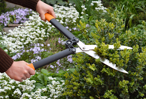 Gardening in June 3
