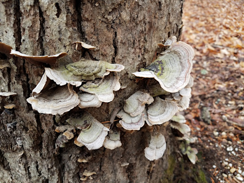 fungus on trees 3