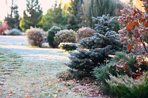 This image shows a garden in the winter with frost on the evergreen shrubs and lawn under soft natural light.