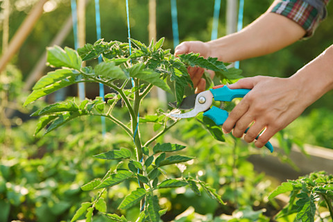 man-pruning-plant-leaves
