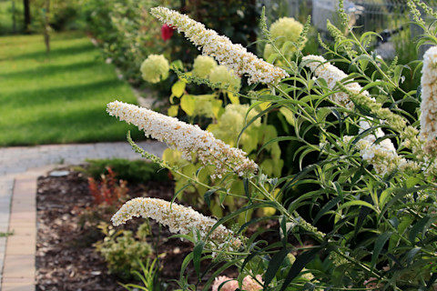 blooming-buddleia-flowers