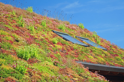 Close up of living roof