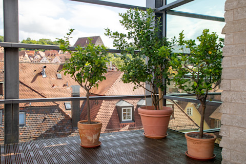 growing trees in pots 2
