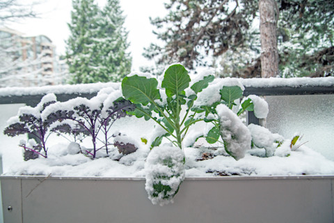 best winter vegetables 3
