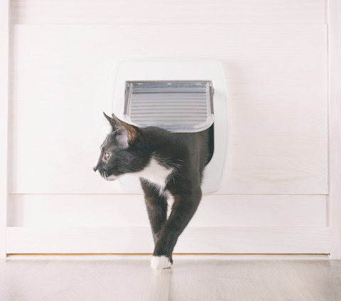 Cat flap 2