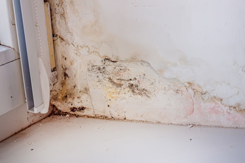 Fungus on white surface of the wall in Inside house