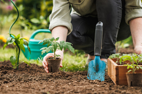 Planting in the summer