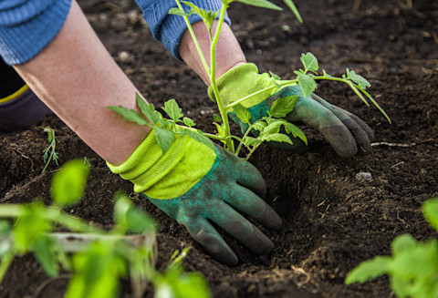 A person wearing green gardening gloves planting up seedlings in soil in a garden
