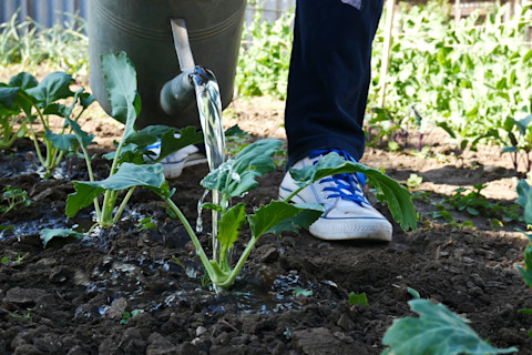Growing own veg 2
