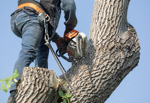Tree removal 2