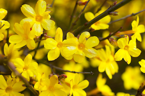 Yellow flowers
