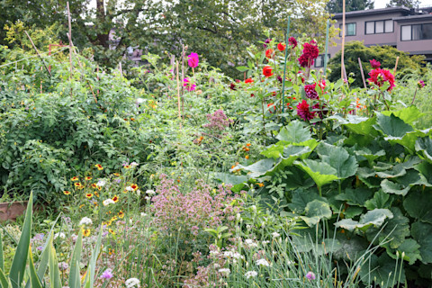 A lush garden with vibrant red and pink flowers, green leafy plants, and scattered yellow blooms. A residential building is visible in the background.
