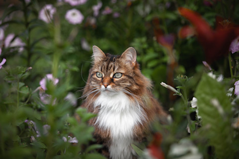 A domestic brown cat is sat in a flowerbed of a garden against a blurred background of green plants and pink flowers.