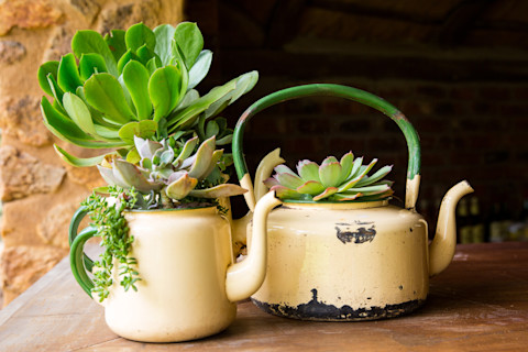 kettle-planters