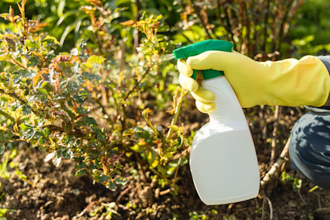 Spraying fertiliser on plants