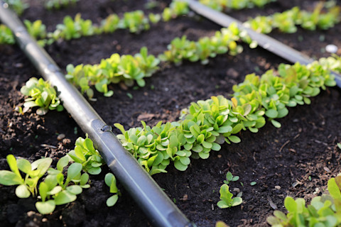 drip irrigation 2