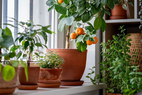 This image shows a potted tangerine tree with ripe fruits growing in a terracotta pot among other green potted plants on a sunlit window sill.