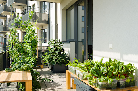 This image shows a balcony garden featuring chard, kangkung and other leafy vegetables growing in containers, showcasing efficient use of small outdoor space for home gardening.