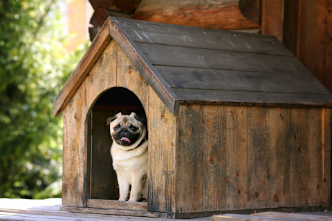 A small pug is sitting inside a rustic wooden dog kennel, peeking out from the arched entrance. The kennel is made of weathered wood with a simple, sturdy design, set in an outdoor environment with greenery in the background. The pug looks content and relaxed, with its tongue slightly out, enjoying the comfort of its cozy shelter. The image captures the essence of a functional and charming dog kennel.