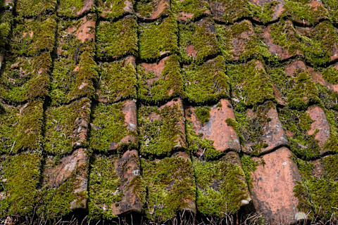 Thick green moss on a red shingled roof