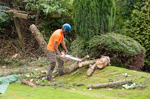 Tree surgeon 2
