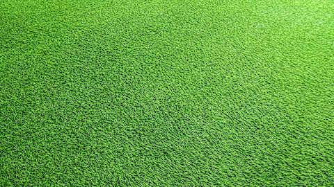 Artificial grass maintain 2