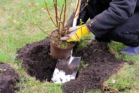 Planting shrubs 3