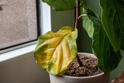 fiddle-leaf-fig-houseplant