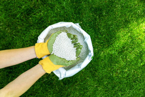 Fertilize lawn 4