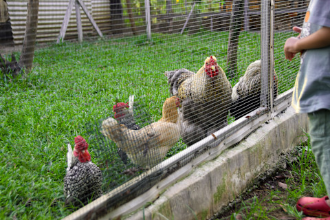 Chickens inside a chicken coop.