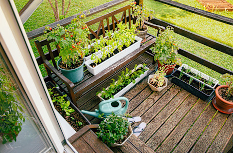 Plants on the balcony 2