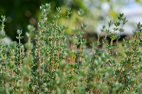 growing-thyme