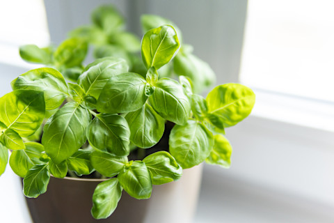 potted-basil